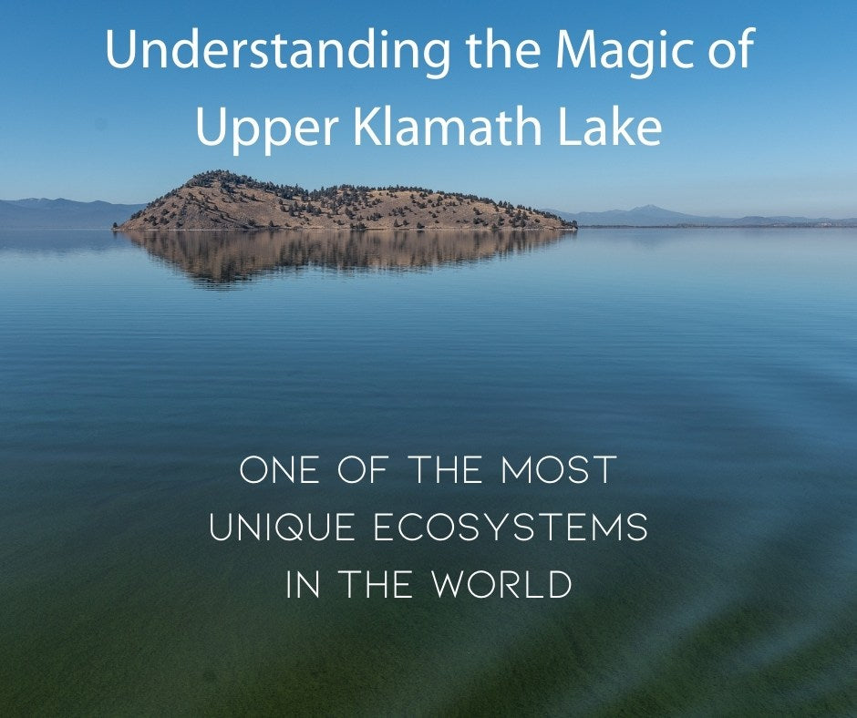 World Wildlife Day: Celebrating The Magic Of Upper Klamath Lake, One Of Earth’s Most Unique Ecosystems