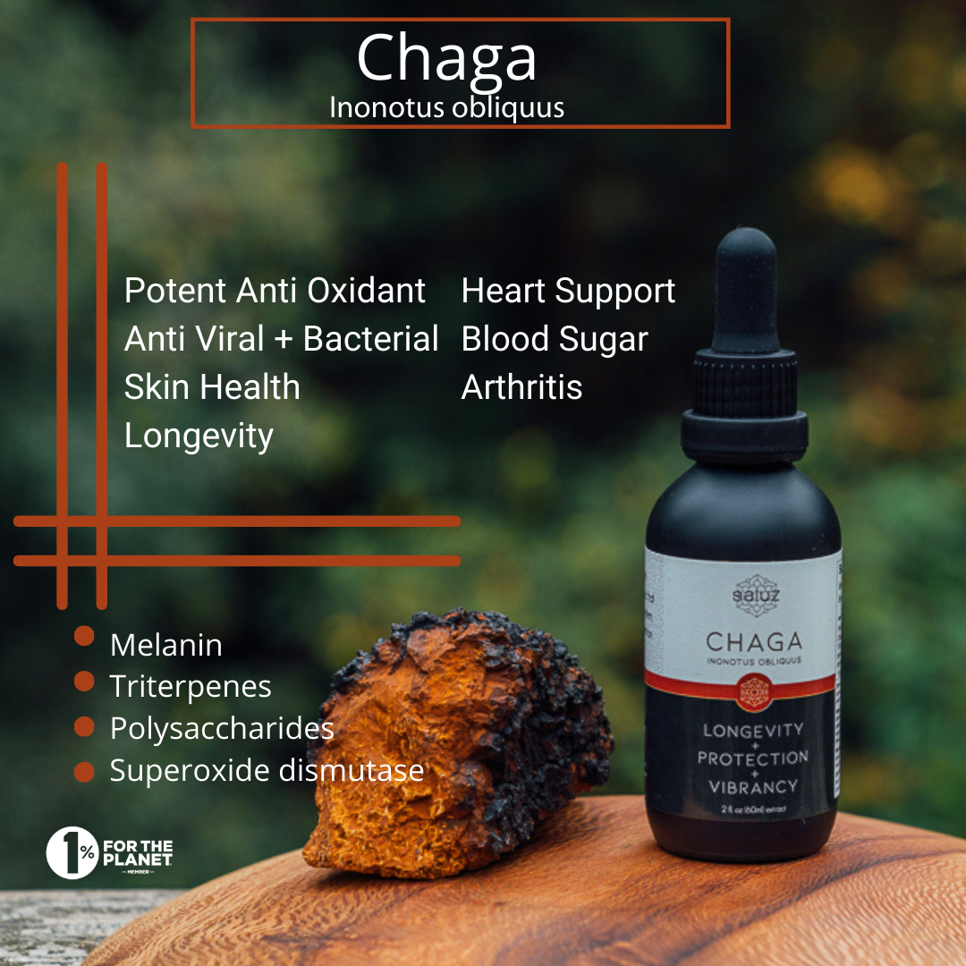 Chaga (Skin Health/Beauty/Detox) Mushroom Tincture 2 oz.
